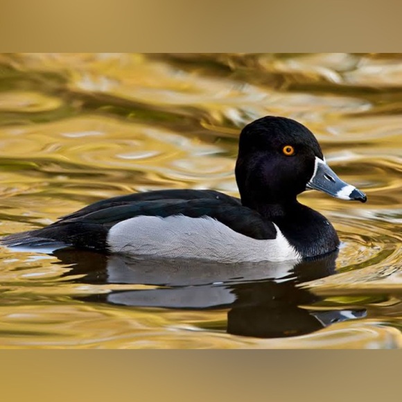 Vintage Life Sized Ring-Necked Duck Drake Decoy. Artist carved & texturized 2003 - Picture 4 of 13